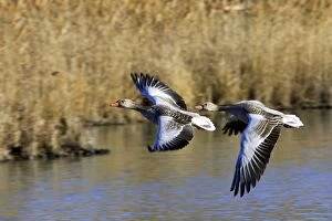 Images Dated 27th December 2005: Greylag Goose - two in flight. Saintes Maries de la Mer - Carmague - France