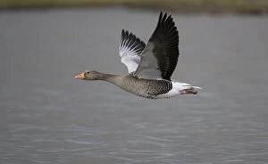 Greylag Goose - in flight over water