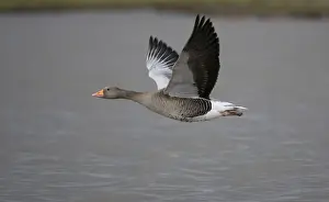 Geese Prints: Greylag Goose - in flight over water - UK