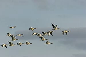 Greylag Goose - if flight in winter
