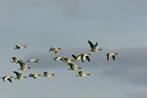 Greylag Goose - if flight in winter. Aiguamolls Nature Reserve - RAMSAR site - Spain
