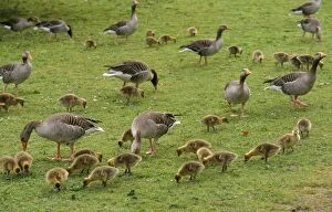 Greylag GOOSE - flock of adults with goslings feeding on grass