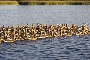 Images Dated 27th June 2005: Greylag Goose Flock of juveniles Hickling Broad Norfolk UK