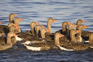 Images Dated 27th June 2005: Greylag Goose Flock of juveniles Hickling Broad Norfolk UK