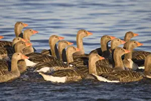 Greylag Goose Flock of juveniles Hickling Broad Norfolk UK