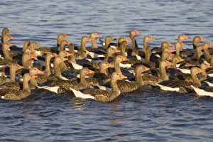 Greylag Goose Flock of juveniles Hickling Broad Norfolk UK