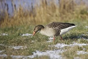 Images Dated 31st January 2006: Greylag Goose. France