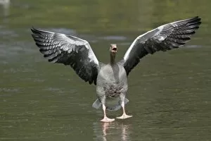 Images Dated 2nd April 2010: Greylag Goose - gander chasing off arrival - with wings and mouth open - Hessen - Germany