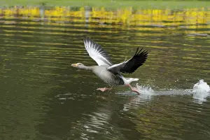 Ganders Prints: Greylag Goose - gander chasing off arrival - Hessen - Germany