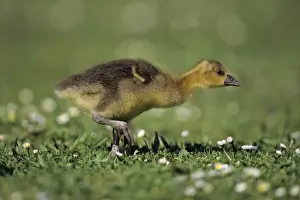Greylag Goose - gosling feeding on meadow, Hessen, Germany