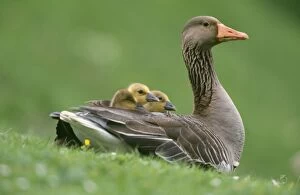 Greylag GOOSE - with goslings