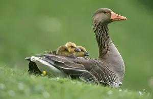 Greylag Goose - with goslings