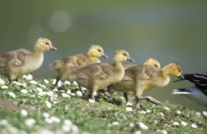 Gosling Prints: Greylag Goose Goslings following female to a lake