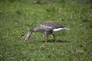 Greylag Goose - grazing on grass