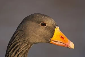 Greylag Goose - Head Shot