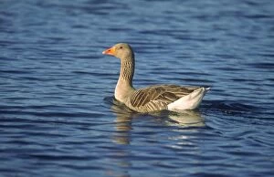 Images Dated 2nd November 2006: Greylag Goose Hickling Broad Norfolk UK