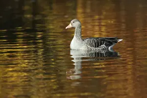 Greylag Goose - on lake - Autumn - Island of Texel - Holland