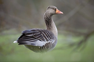 Images Dated 10th April 2010: Greylag Goose - Lower Saxony - Germany