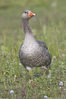 Greylag Goose. Marquentaire - Bay of Somme - France