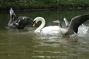 Images Dated 24th May 2010: Greylag Goose and Mute Swan (Cygnus olor) - parent geese fighting off swan to protect their
