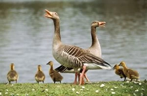 Greylag GOOSE - pair with goslings giving alarm call, beaks open