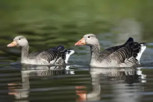 Ganders Prints: Greylag Goose - pair on lake - Lower Saxony - Germany