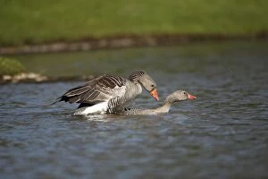 Images Dated 7th April 2010: Greylag Goose - pair mating on lake - Lower Saxony - Germany