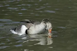 Ganders Prints: Greylag Goose - pair mating on lake - Lower Saxony - Germany