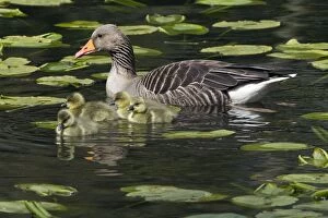 Images Dated 17th April 2012: Greylag Goose - parent bird on lake with goslings