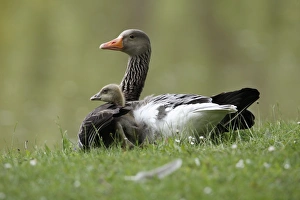 Images Dated 23rd May 2010: Greylag Goose - parent bird sheltering gosling from cold - Hessen - Germany