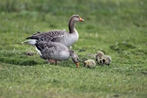 Greylag Goose - parents feeding with goslings on