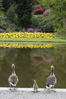 Ganders Prints: Greylag Goose - Parents with gosling at lake edge in park - Hessen - Germany