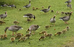 Gosling Prints: Greylag Goose - parents with goslings feeding