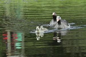 Father And Young Gallery: Greylag Goose - Parents with goslings on lake