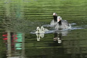 Greylag Goose - Parents with goslings on lake - Hessen - Germany