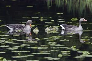 Images Dated 17th April 2012: Greylag Goose - parents on lake with goslings