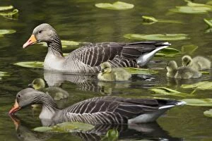 Images Dated 17th April 2012: Greylag Goose - parents on lake with goslings