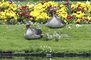 Father And Young Gallery: Greylag Goose - Parents resting with goslings at lake edge