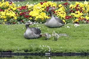 Ganders Prints: Greylag Goose - Parents resting with goslings at lake edge - Hessen - Germany