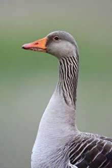 Images Dated 12th June 2008: Greylag Goose - portrait of Gander