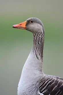 Geese Prints: Greylag Goose - portrait of Gander, Texel, Holland