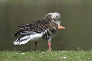 Images Dated 6th April 2010: Greylag Goose - preening its feathers at lake edge