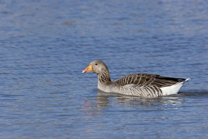 Images Dated 28th February 2006: Greylag Goose - Saintes Marie de la Mer - Camargue - France