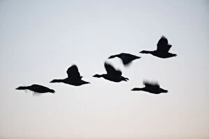 Anser Anser Gallery: Greylag goose - silhouette of birds flying at dusk, Island of Texel, The Netherlands Date: 11-Feb-19