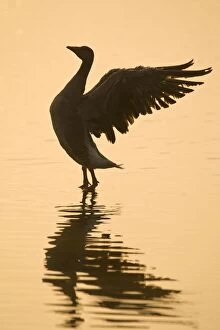 Images Dated 24th April 2011: Greylag Goose - stretching wings at sunrise
