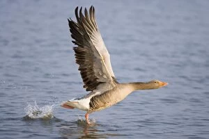 Greylag Goose - Taking flight