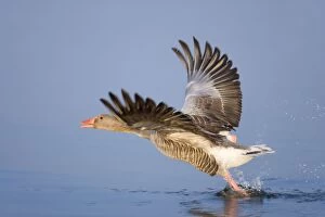 Images Dated 23rd April 2005: Greylag Goose Taking flight Hickling Broad Norfolk UK