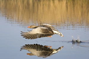 Images Dated 29th April 2005: Greylag Goose Taking flight Hickling Broad Norfolk UK