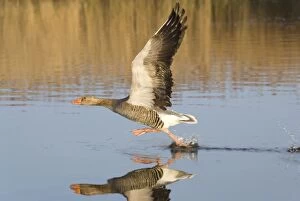 Images Dated 29th April 2005: Greylag Goose Taking flight Hickling Broad Norfolk UK