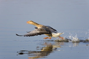Images Dated 22nd April 2005: Greylag Goose Taking flight Hickling Broad Norfolk UK